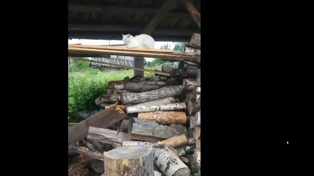 Проект «Климат – Образование – Молодежь» смотреть онлайн