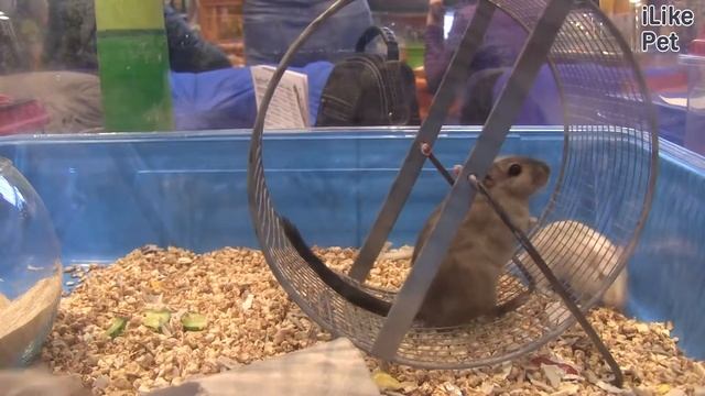 Монгольская  песчанка Выбор животного на ilikepet