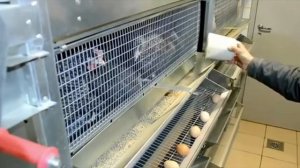 Клетка для Кур-несушек с системой пометоудаления 'Комфорт'