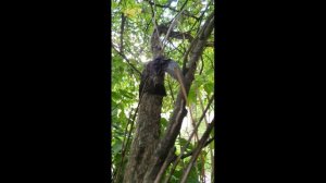 Операция "Стриж" :)