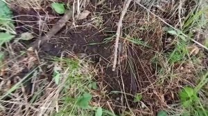 #13 Коп в посадке около трассы