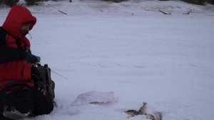 Окунь на уловистый балансир Рапала | Окунь лифтует в глухозимье | Рыбалка удалась!