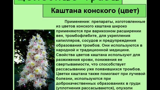 Где Купить Конский Каштан В Аптеке