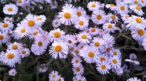 #эригерон #мелколепестник #цветение /Цветение лавандового эригерона мелколепестника