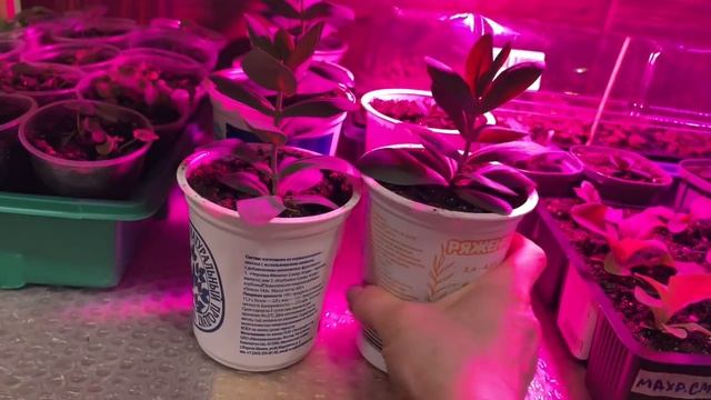 РАССАДА РАСТЕТ И РАДУЕТ! ОБЗОР смотреть онлайн