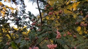 Осенние анемоны, клеродендрум, киренгешома, лейцестерия, калликарпа, овсяница, молиния, рябины ???