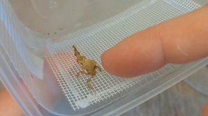 Распаковка насекомых. #почта #распаковка #насекомые