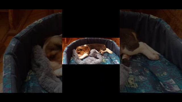 #video #love #бигль  #моясобака #funnyanimals #милашка #смотретьвсем #собака#fyp