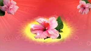 футажи для видеомонтажа цветы