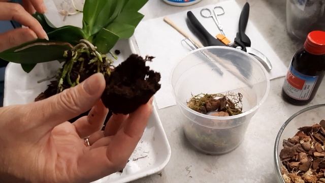 Пересадка орхідеї Замбія\ Фаленопсис Замбия (Zambia)\ Phalaenopsis Zambia, multiflora смотреть онлайн