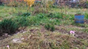 Альпийская горка. Бывшая заброшенная дача. Благоустройство участка -- первые результаты. Часть 12