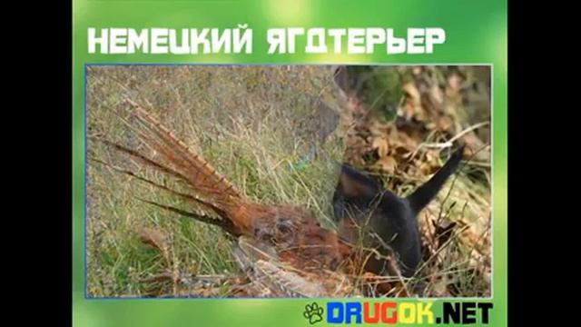 Все о породе НЕМЕЦКИЙ ЯГДТЕРЬЕР!