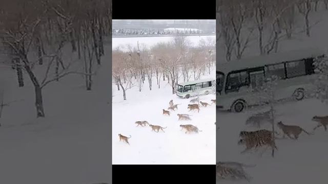 В заповедник везут обед