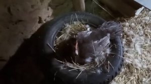Утка бросила гнездо,что делать?