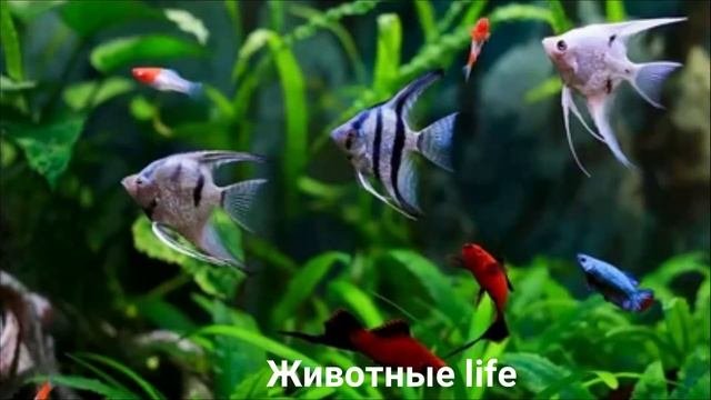 СКАЛЯРИИ?/Животные Life/Рыбы/Животные/Интересные факты