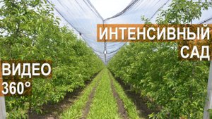 Интенсивный яблоневый сад в ООО Фазенда. Кабардино-Балкария.  Видео в формате 360°