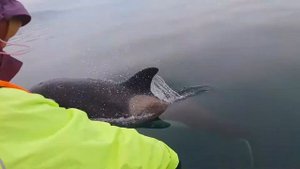 Встреча с косатками. Шантары.