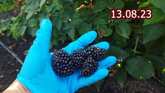 Ежевика Натчез. Обзор сорта в пригороде Воронежа.
