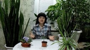 Самые неприхотливые растения которые растут в нашем доме
