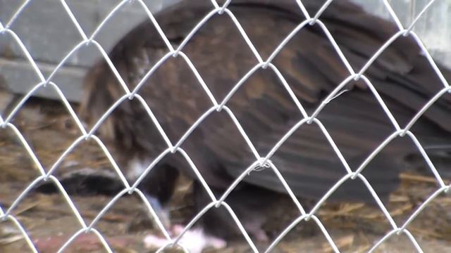 Минск.зоопарк.#22 смотреть онлайн