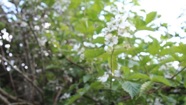 Началось цветение в лесу смотреть онлайн