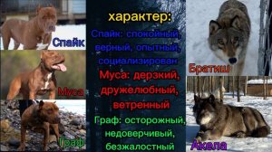 питбуль против волка | Питбули Dragon life VS Black Canadian Wolf