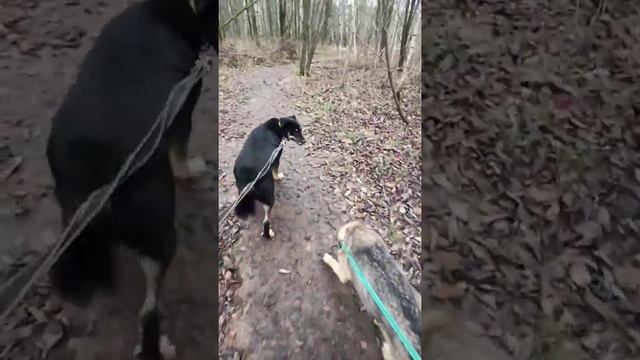 Вальтер оказался заложником дурацких стереотипов смотреть онлайн