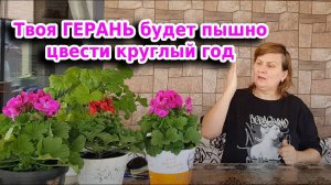 Герань будет пышно цвести круглый год: советы по размножению и подкормки