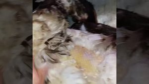 ЛАЙФХАК. КАК БЫСТРО ОЩИПАТЬ УТКУ.