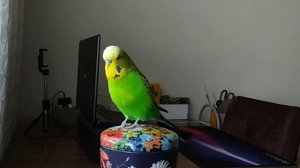 Это кто пришёл ? Говорящий Волнистый Попугайчик #попугай #говорящийпопугай #короткиевидео #shorts