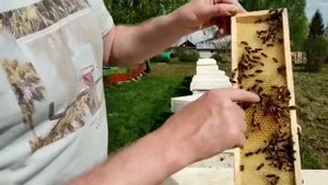 Майский мед и шестирамочники.14 мая 2021г.