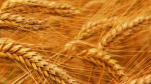 Природа Донбасса