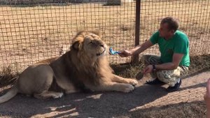 Олег Зубков причёсывает льва. Тайган. Крым.