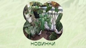 Новые филы пересаживаю под разговоры.