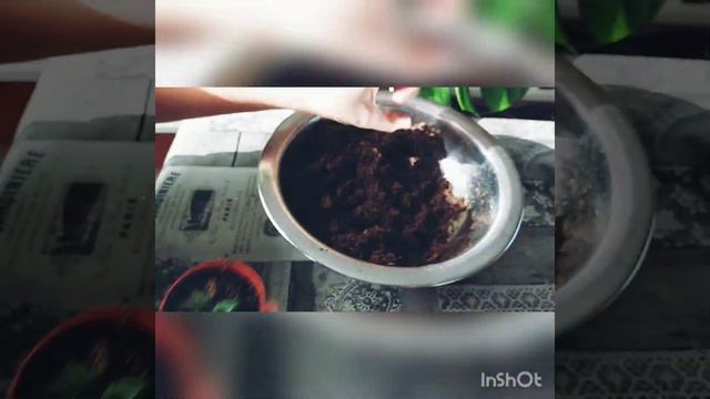 Transplante de hijuelos de suculentas смотреть онлайн