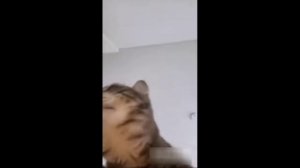 ?Смешная озвучка животных?#7