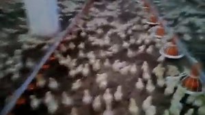 Бройлеры напольное содержание 9 суточные