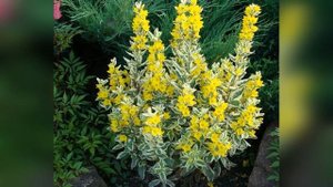 Вербейник точечный Александр Alexander