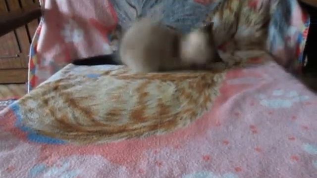 голубоглазый котёнок экзот колор-пойнт