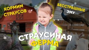 Страусиная ферма в Казани | Кормим страуса с рук | Самые контактные эму