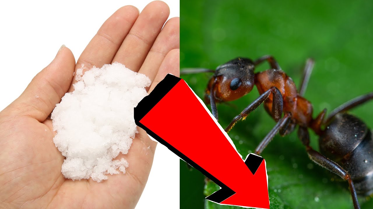  избавиться от муравьёв в огороде навсегда. – смотреть видео онлайн .