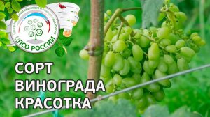 Сорт винограда Красотка. Описание сорта винограда Красотка.