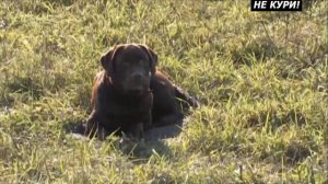 Об охоте с ретривером и дрессировки ретриверов . 2018