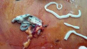 Живой солитер (червь) в подлещике.