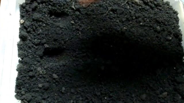 ЛОБЕЛИЯ "Каскадная"смесь/Lobelia "Cascadă" amestec/Сею Лобелию/Как вырастить лобелию
