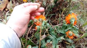 как собрать семена календулы