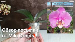 Обзор посылки с азиатскими орхидеями от садовника MIKI ORCHIDS. MIKI много не бывает 😊📦❤️