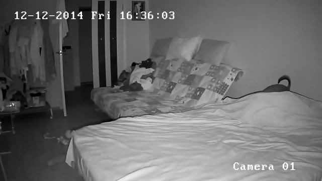 While we are not at home, the dog has fun смотреть онлайн