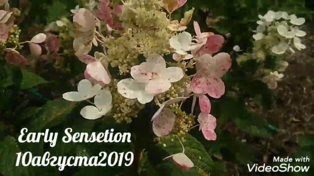 10августа2019 Высокорослая Метельчатая Гортензия Early Sensetion ✌️? смотреть онлайн