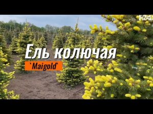 Ель колючая 'Maigold'